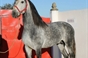 A quadra de cavalos de Francisco Cortes para a temporada 2014